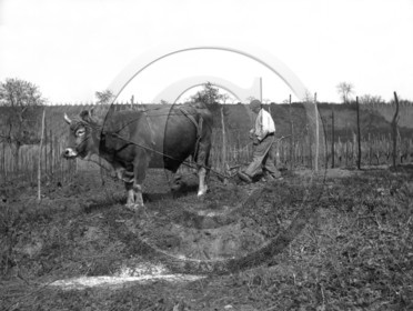 AG 272  .jpg