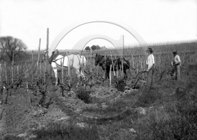 AG 264  .jpg