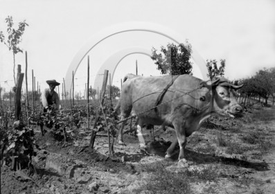 AG 351  .jpg