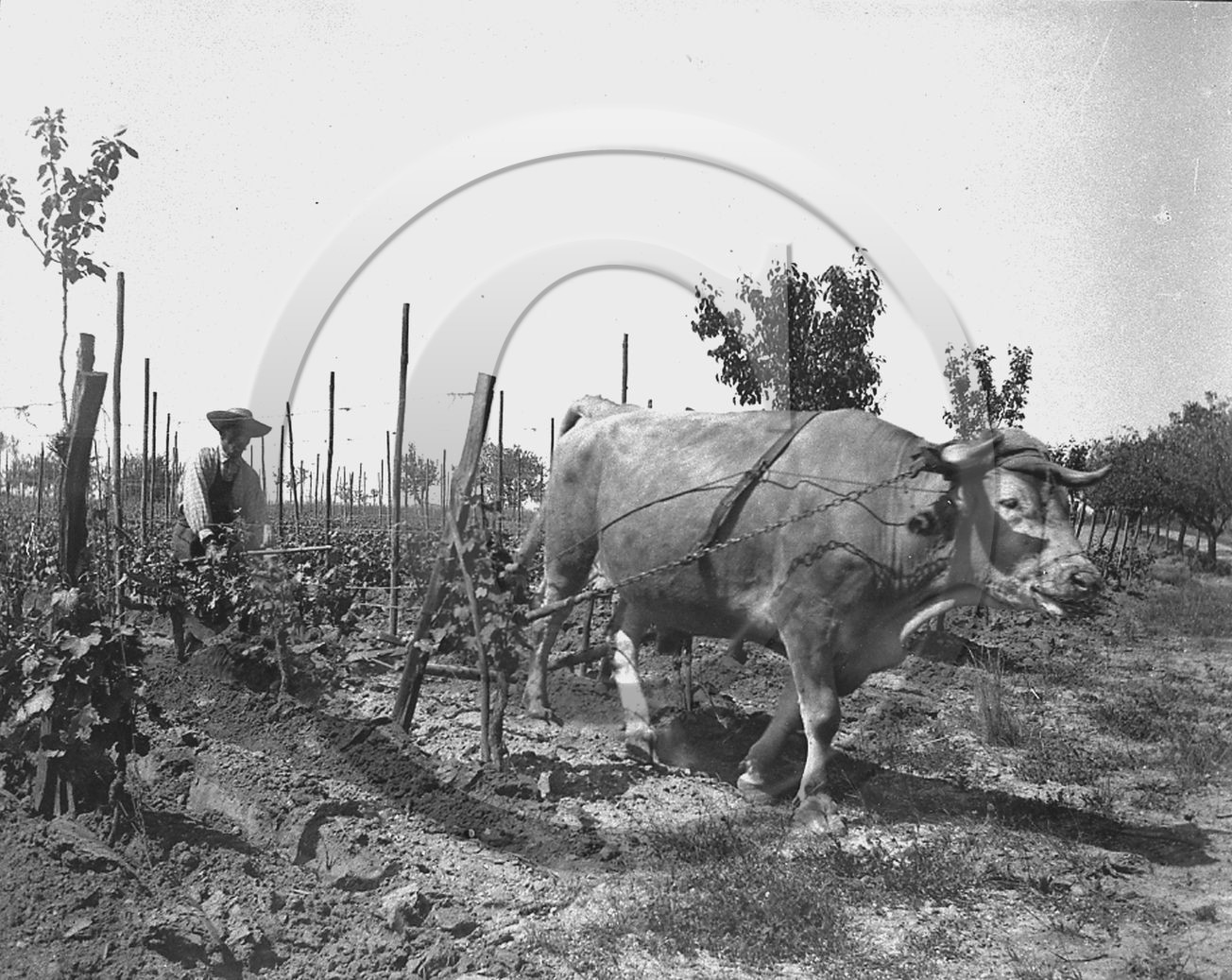 AG 351.jpg