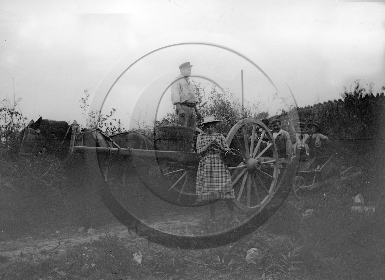 AG 273  .jpg