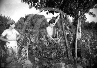 AG 679  vignes .jpg