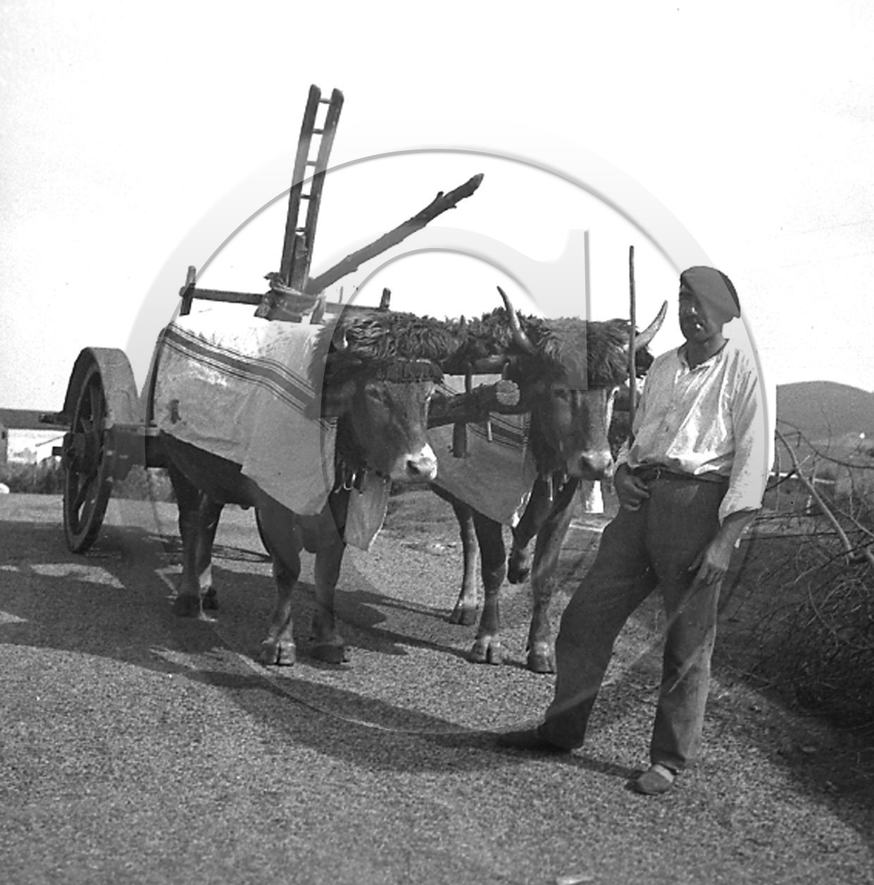 AG 234.jpg