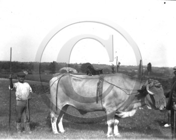 AG 286.jpg