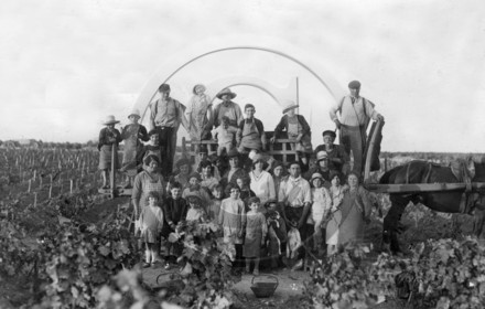 AG 572 vignes .jpg