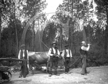 ag 330.jpg