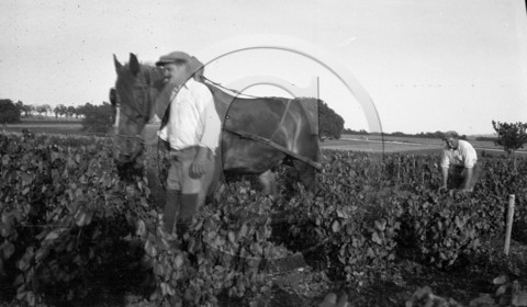 AG 354  .jpg