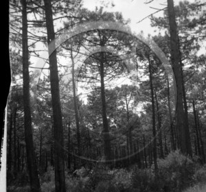 arc 4308 foret .jpg