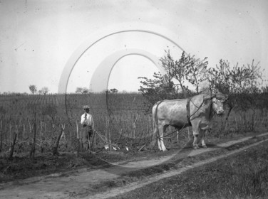AG 255.jpg