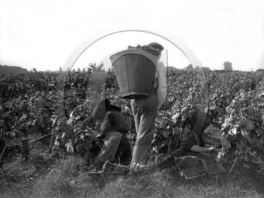 AG 284  .jpg