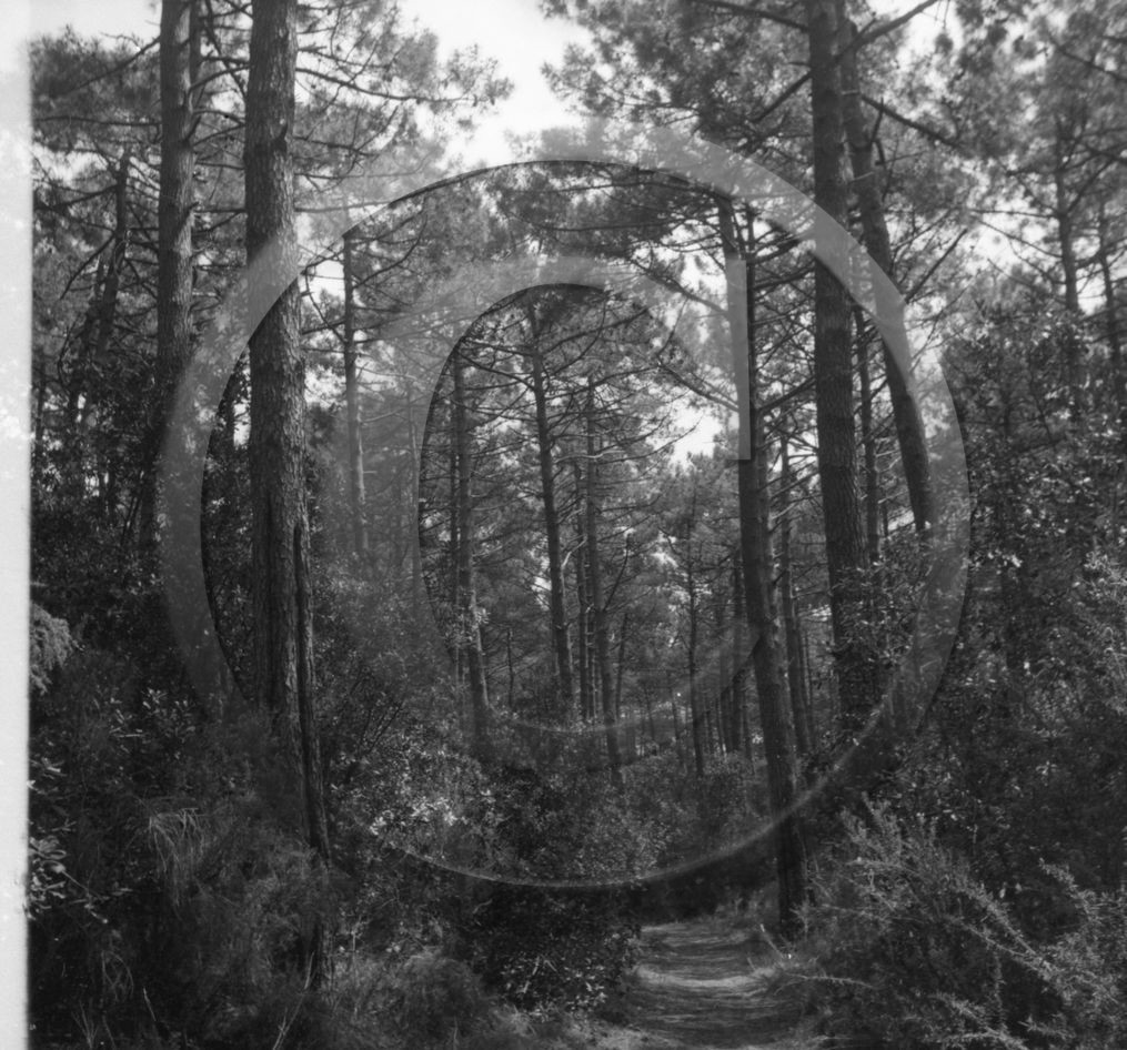 arc 4306 foret .jpg