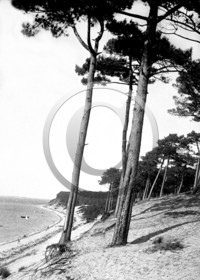 arc 1529.jpg