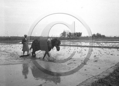 ag 536 .jpg