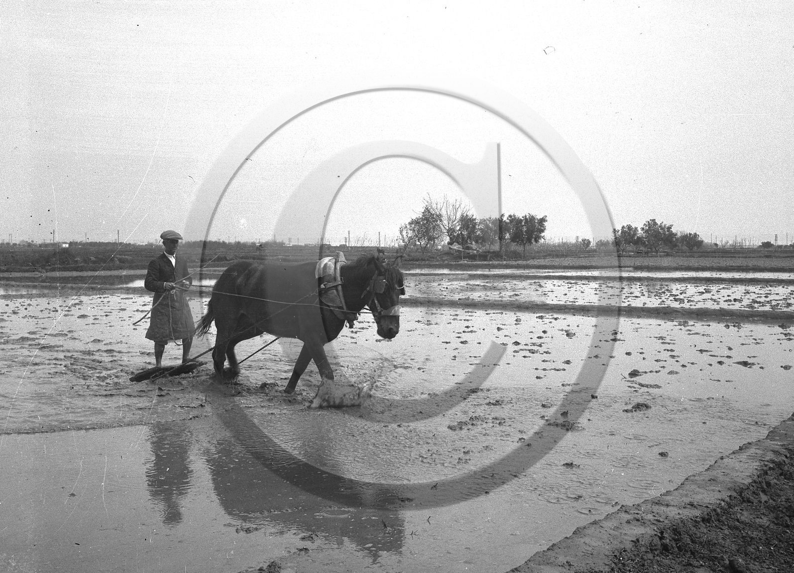 ag 536 .jpg