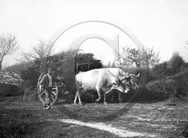 AG 538  .jpg