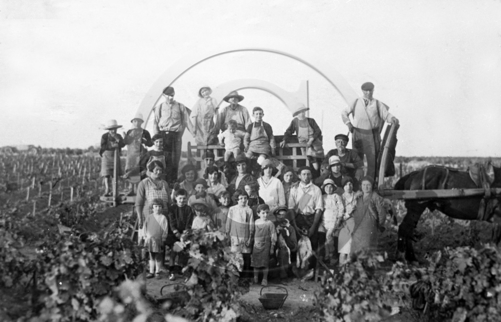 AG 274  .jpg