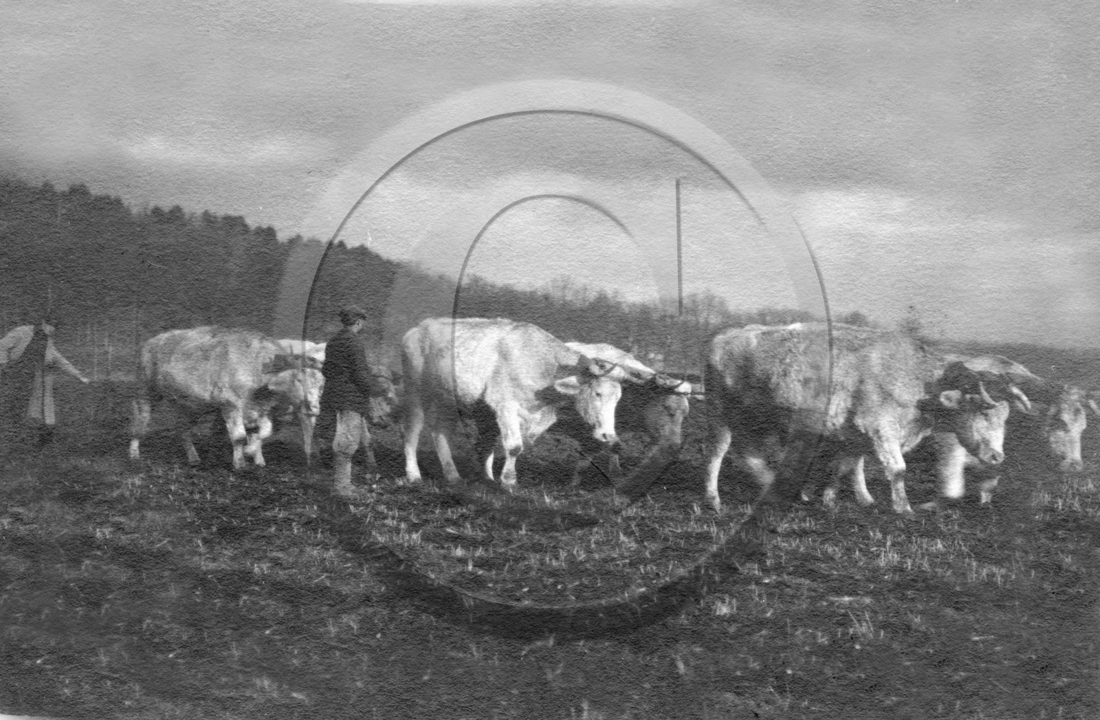 AG 570 boeufs .jpg