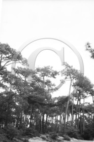 arc 4539 foret .jpg
