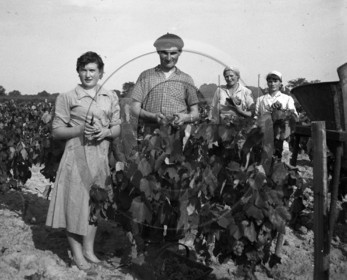 AG 358  .jpg