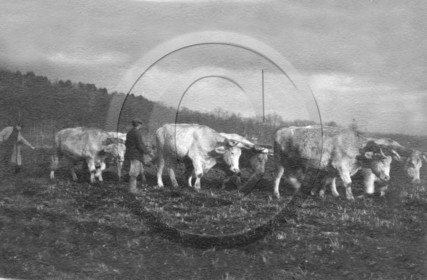 AG 570 boeufs .jpg