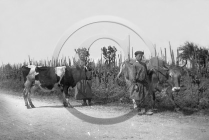 AG 526  .jpg