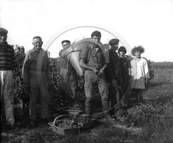 AG 275  .jpg