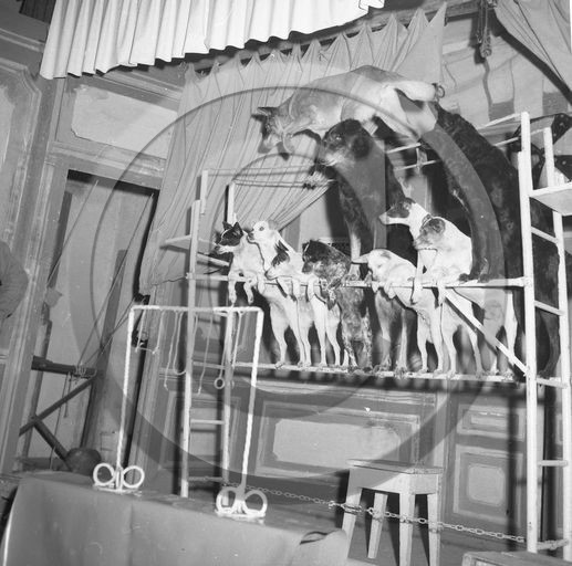 FO-CIRQUE  76  chiens savants  .jpg