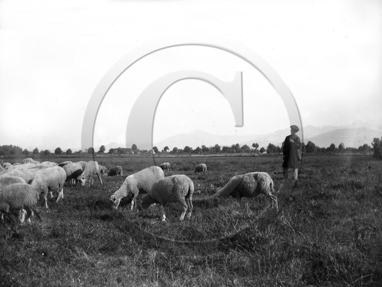 AG 598 moutons berger  .jpg