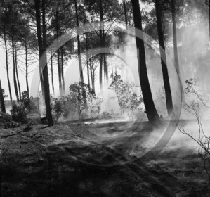 Pompiers du bassin d'Arcachon