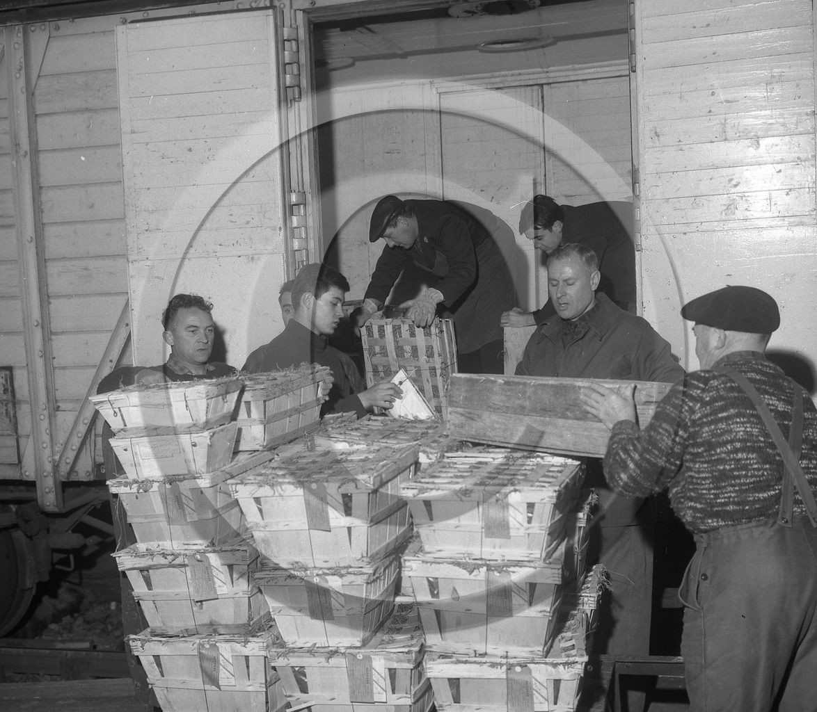 ARC 3634 expédition d'huitres 22 décembre 1966.jpg