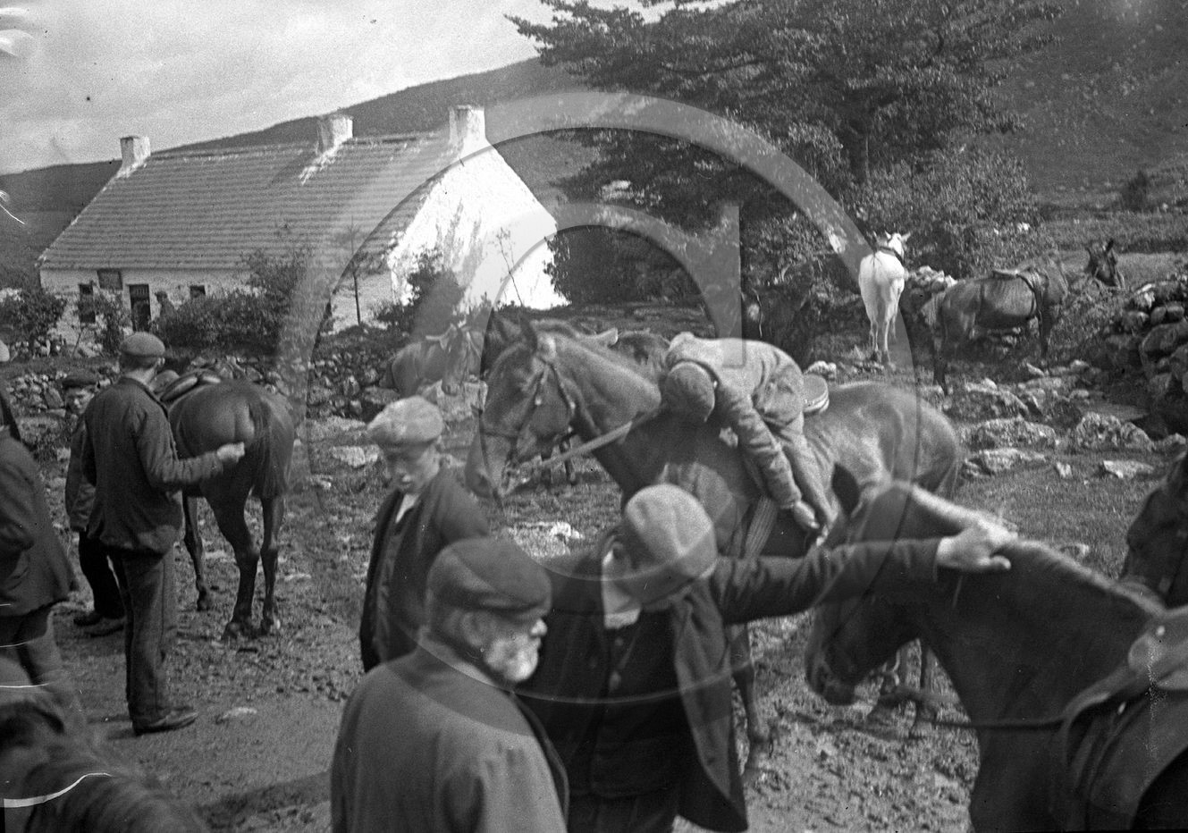 Irlande 3  chevaux.jpg