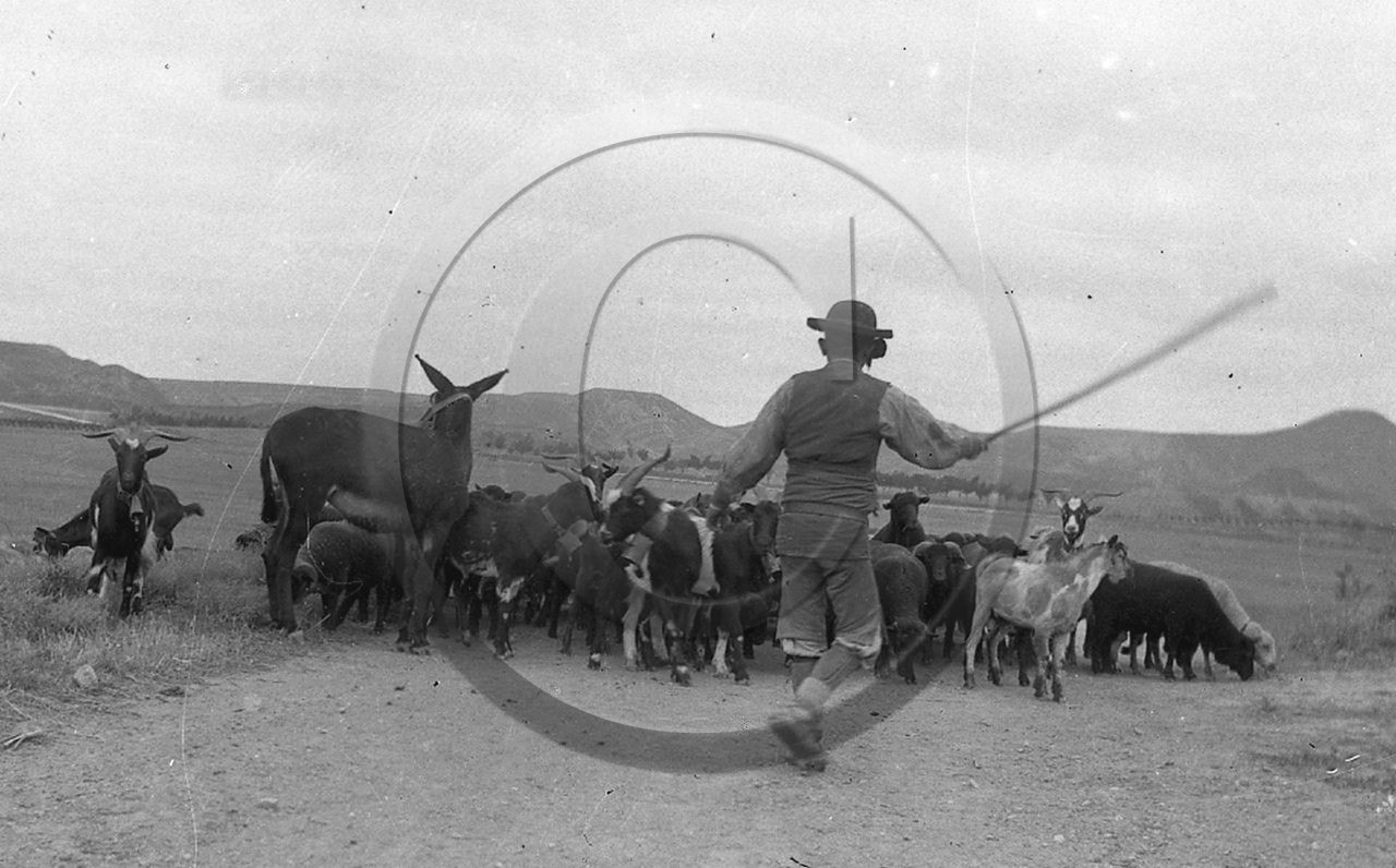 AG 414 berger espagnol troupeau de chevres.jpg