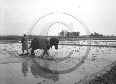 marais salants cheval homme .jpg