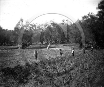 cultures vignes oliviers  Turquie .jpg