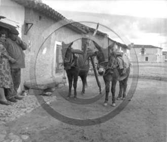 AG 674 mules en espagne au fond casa .......jpg